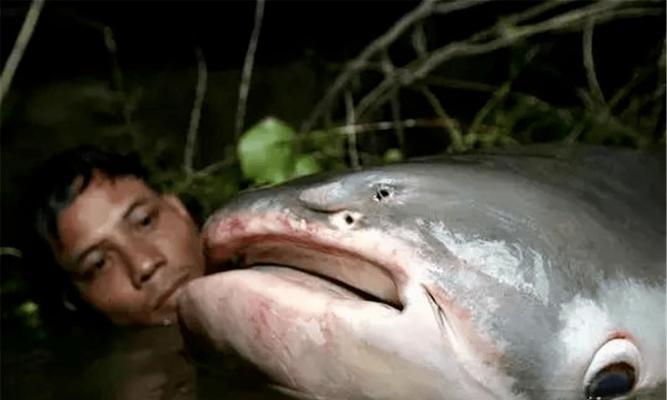 成吉思汗鱼养殖（探索成吉思汗鱼养殖的最佳周期和方法）