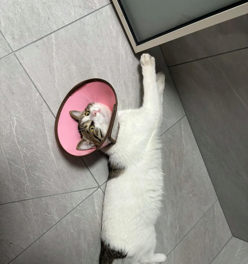 猫咪的吸人气绝招（探秘猫咪用动作吸引人们的注意力，解析“卖萌”背后的科学原理）