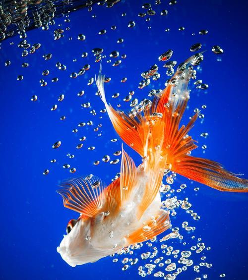 金鱼的寿命究竟有多长？（探寻金鱼寿命的秘密，揭开金鱼养殖的关键）