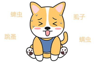 宠物健康警报:当你家狗狗开始无休止地抓痒...