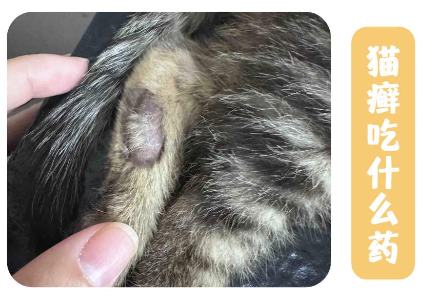 猫咪得猫癣吃什么药？伊曲康唑效果好吗？