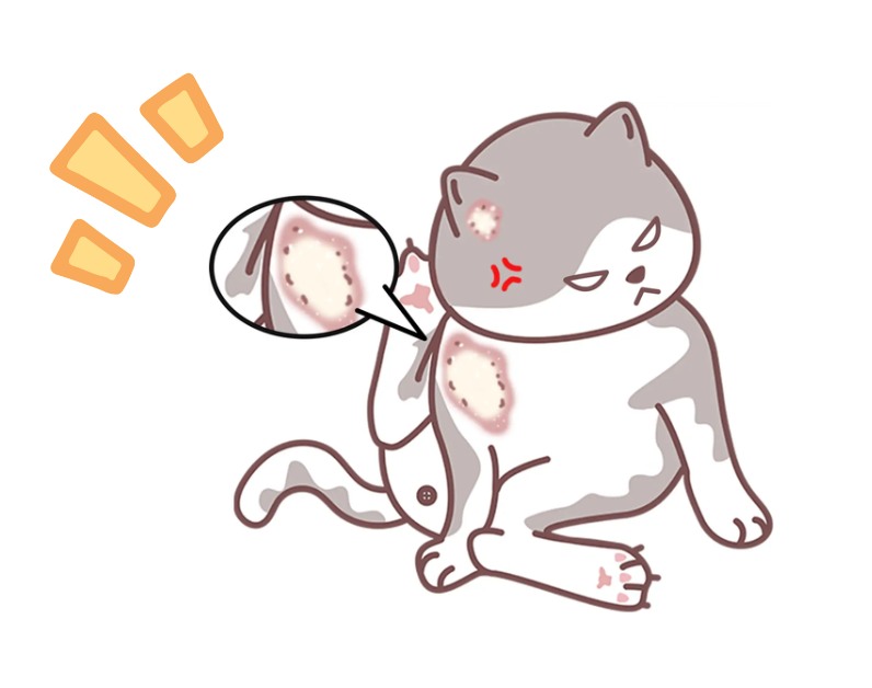 治疗猫癣的土办法，好得快，成本低！