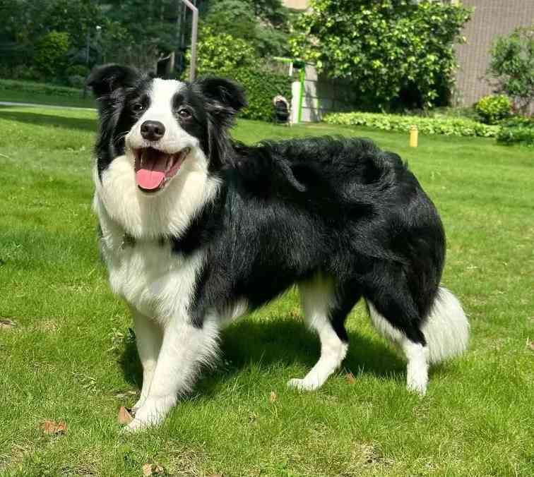 谨慎用药！边牧等柯利犬得了皮肤病怎么办？