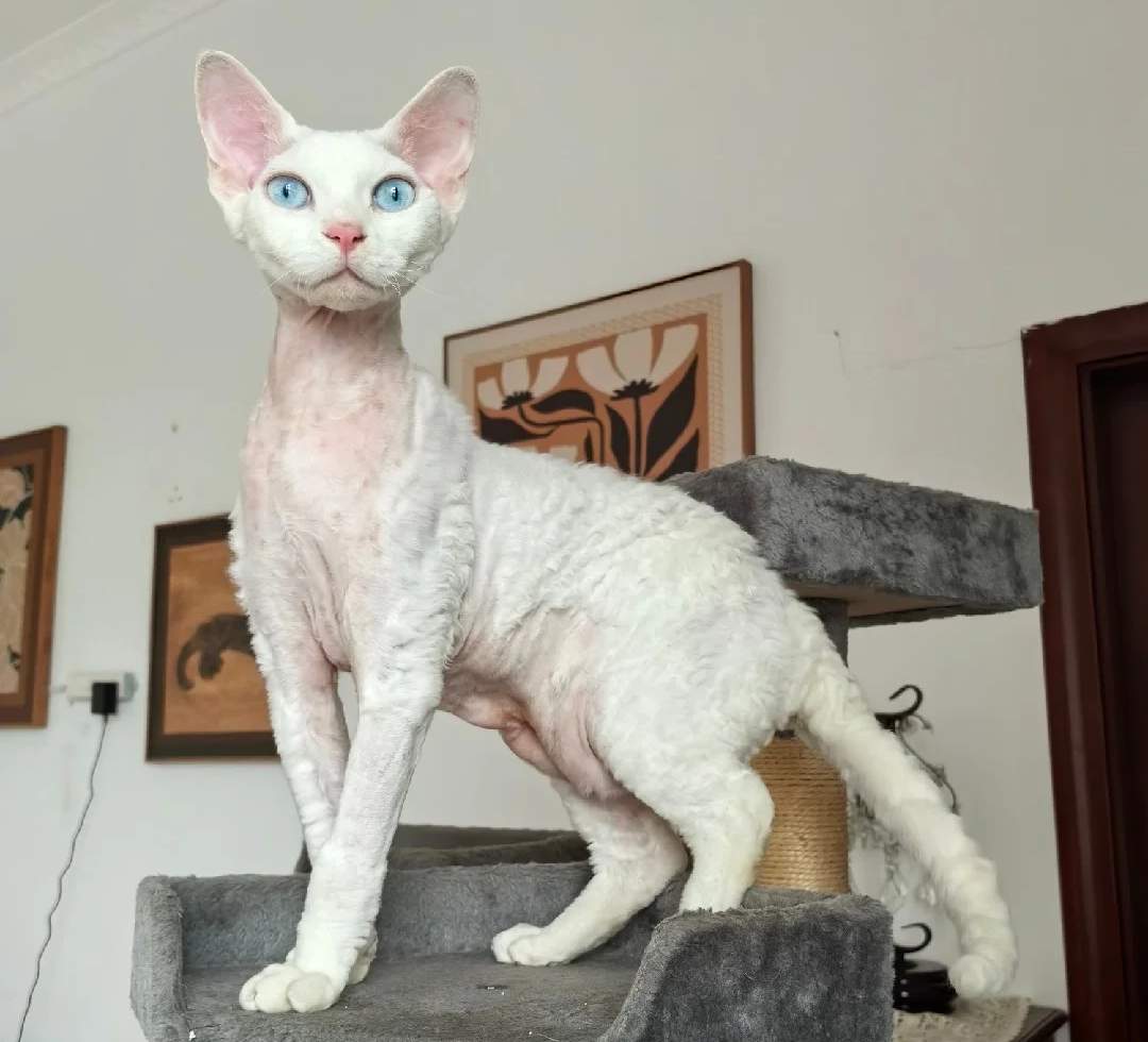 德文猫皮肤病家庭治疗指南，分分钟帮你省下巨款！