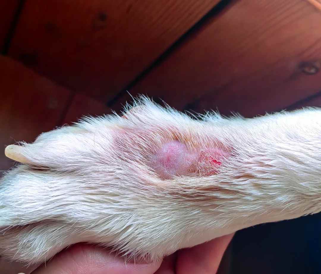 9种狗狗皮肤病对照图|用药治疗详解！