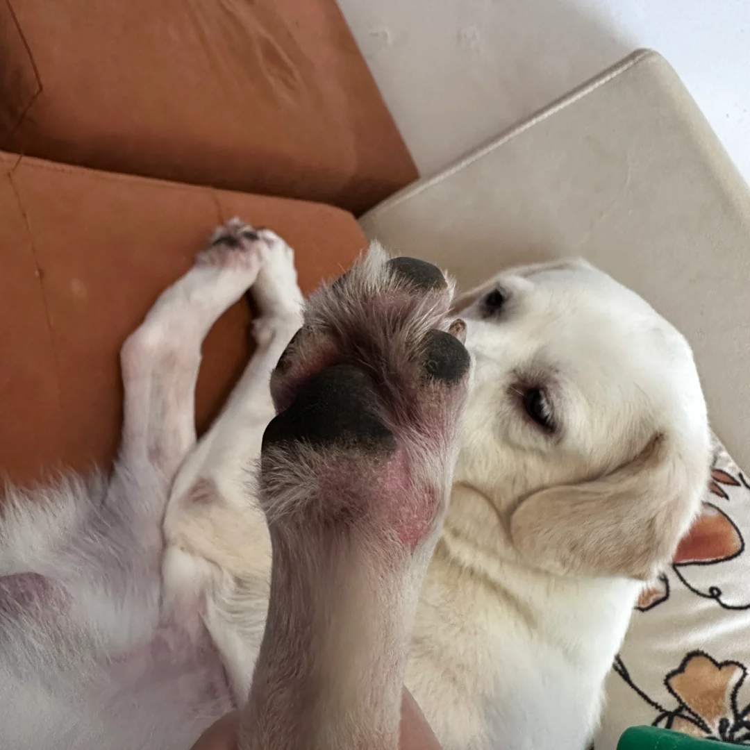狗狗趾间炎