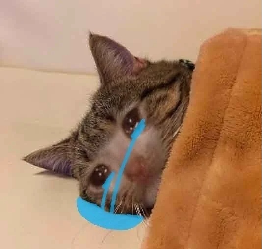 治疗猫癣用什么药效果好？如何治疗？