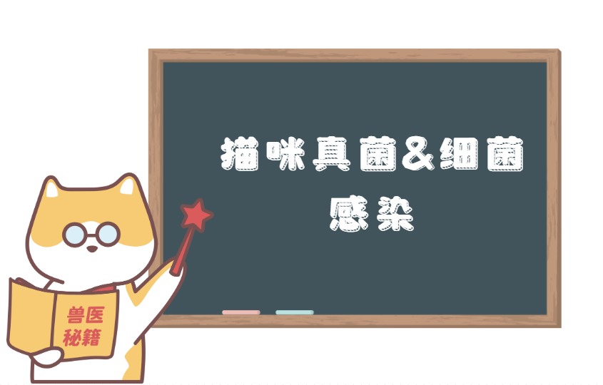 猫咪皮肤病真菌和细菌感染傻傻分不清？30s教你自测！