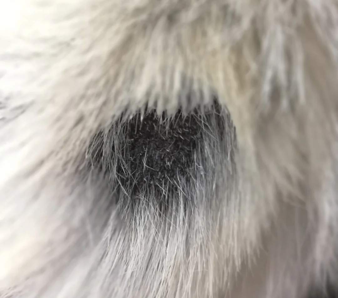 猫咪皮肤病快好了，但留下很多黑色斑块怎么办？