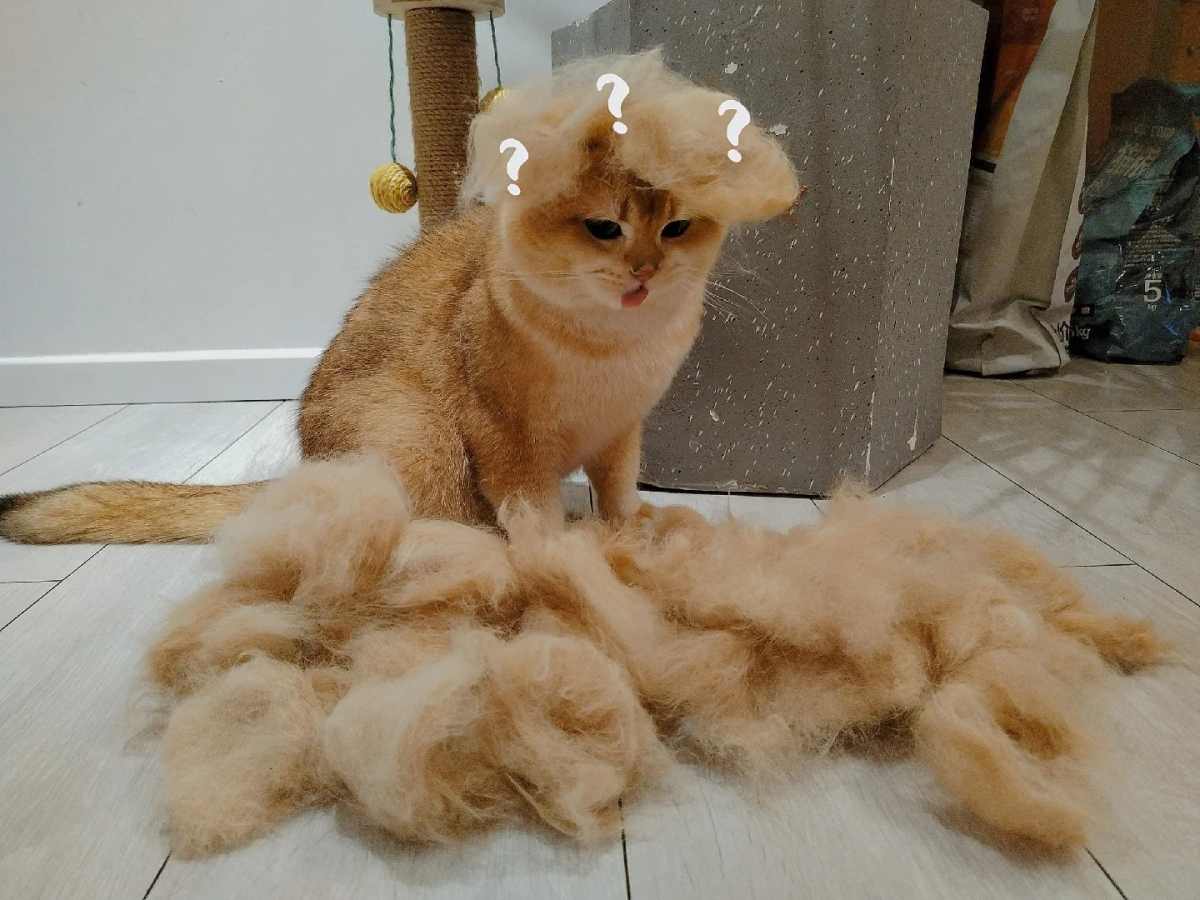 3种食物+4步护理，让你告别猫咪掉毛烦恼！