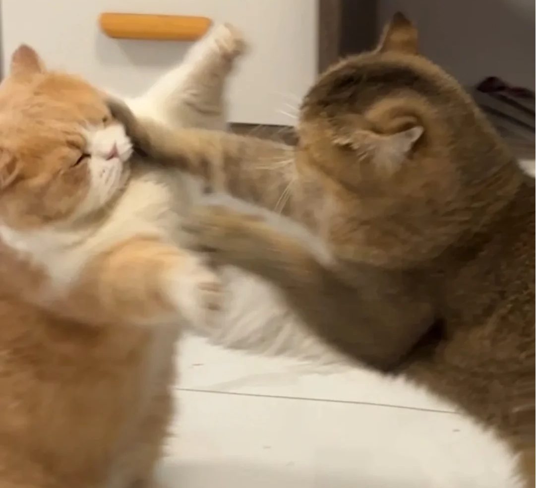 猫咪皮肤抓破了怎么办?