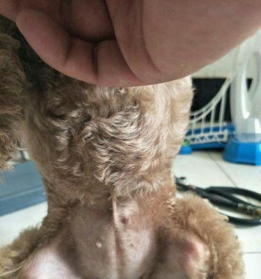 泰迪怀孕最早症状揭秘（探寻泰迪宝宝即将降临的先兆）