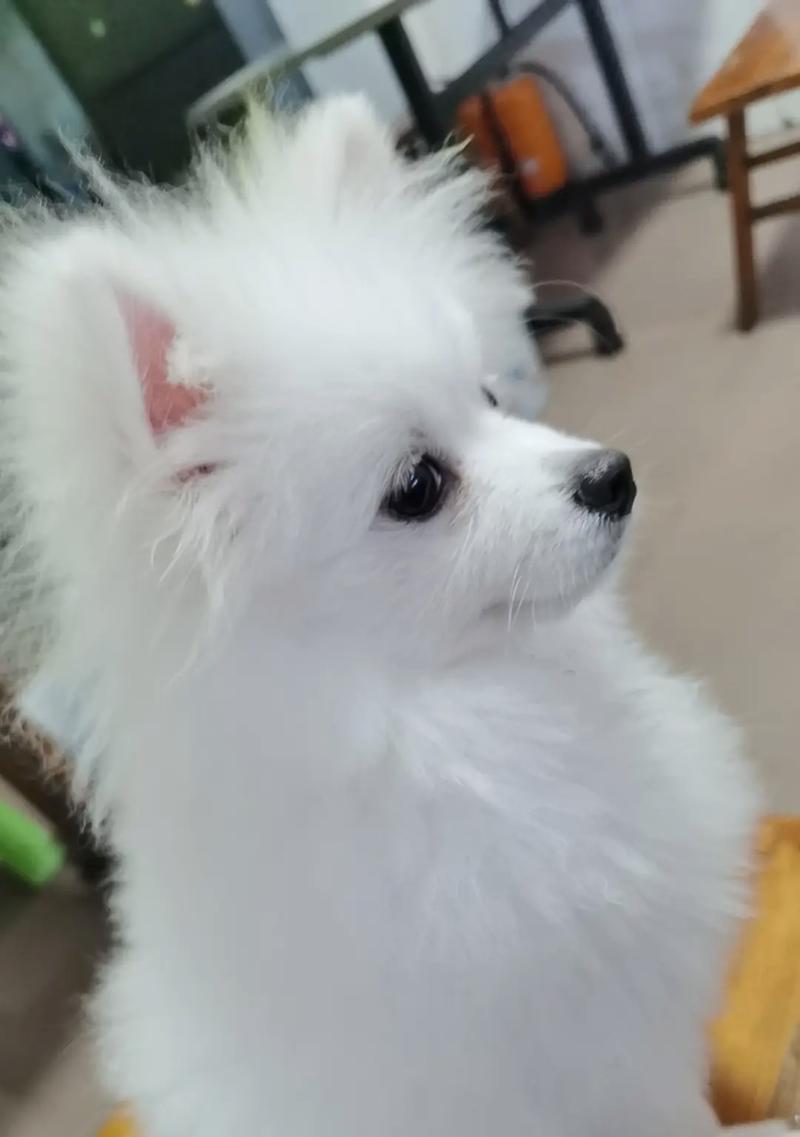 女生养狗的好选择（探讨女生养狗的理由和适合女生的狗种）