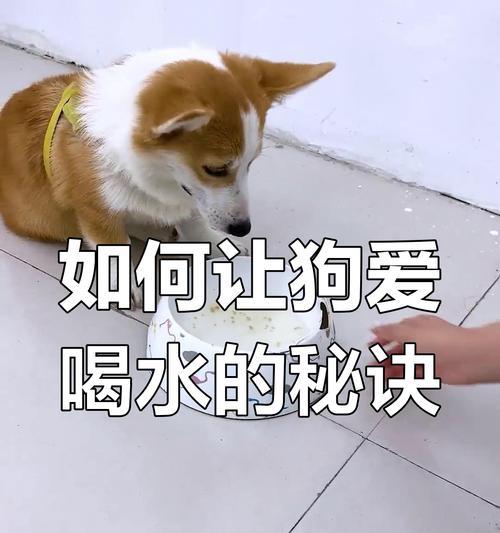 狗狗不吃不喝水会导致什么问题？（探讨狗狗长时间不进食和饮水的危害及预防方法）