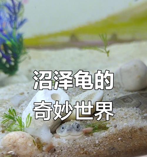 探秘沼泽龟的生态与保护（解读沼泽龟的独特生存方式与保育挑战）