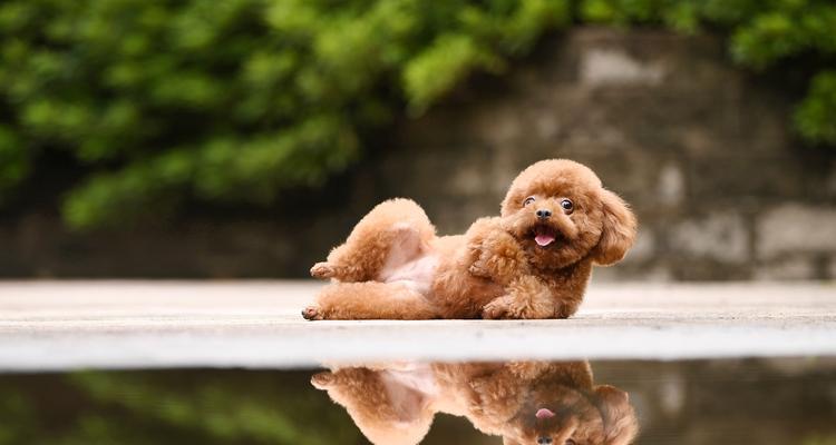 泰迪适合吃哪些蔬菜？（打造健康饮食习惯，让泰迪更健康快乐）