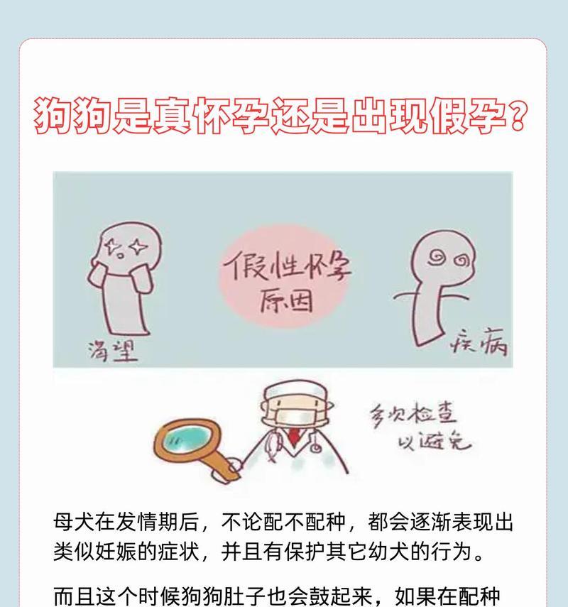 狗狗假孕的持续时间及处理方法（了解狗狗假孕的周期和症状，正确处理保护狗狗健康）