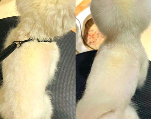 揭秘博美犬很少人养的可怕原因（探索博美犬受欢迎度低的内在因素）