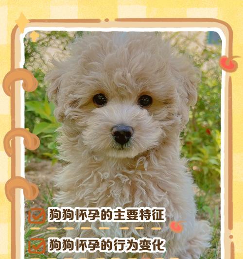 狗狗怀孕多久挤出奶？（探究狗狗产后乳汁分泌的时间和过程）