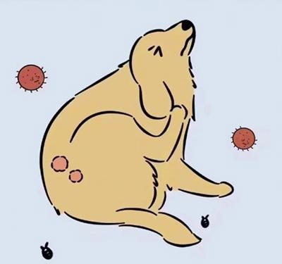 狗狗为什么一到夏季就得皮肤病？