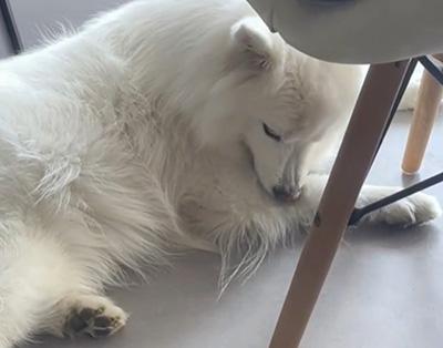 宠物惊现“斑秃”危机:狗狗为何啃咬自己的毛发?