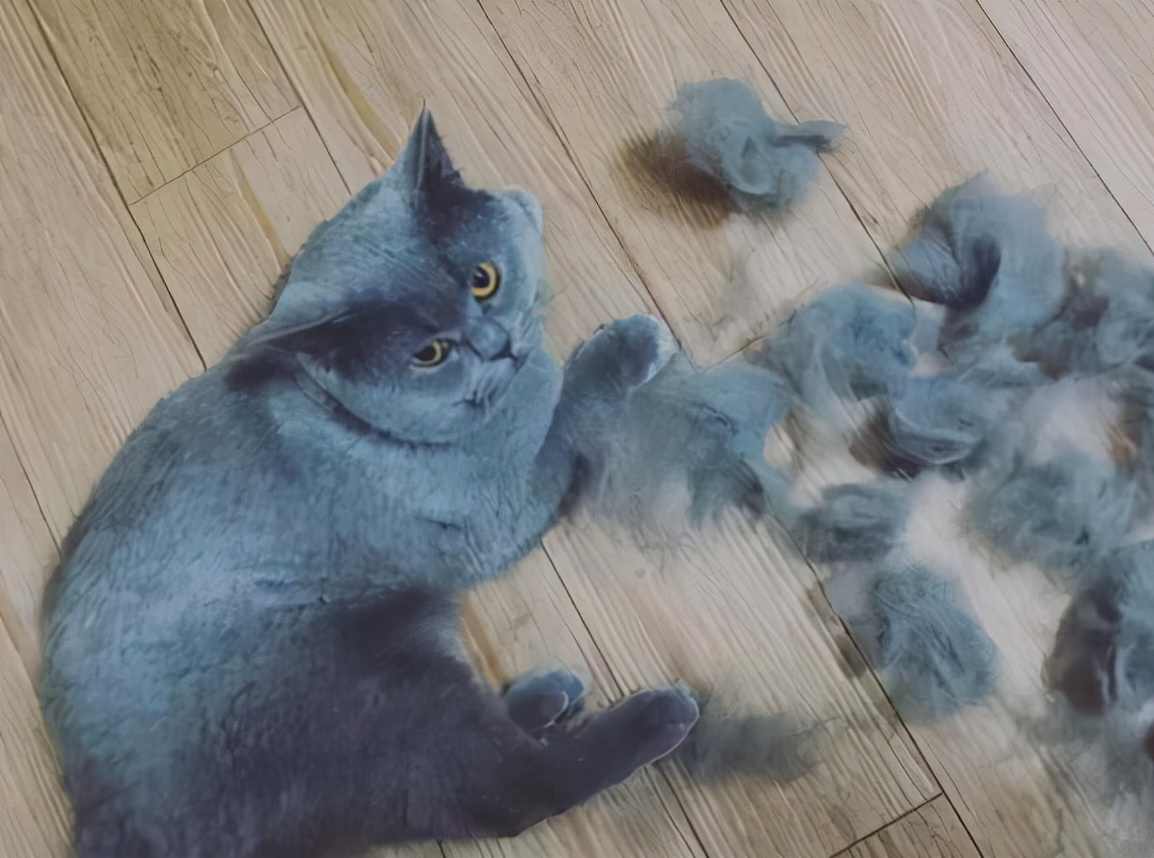 宠物猫脱毛怎么治？别急，先看病因！