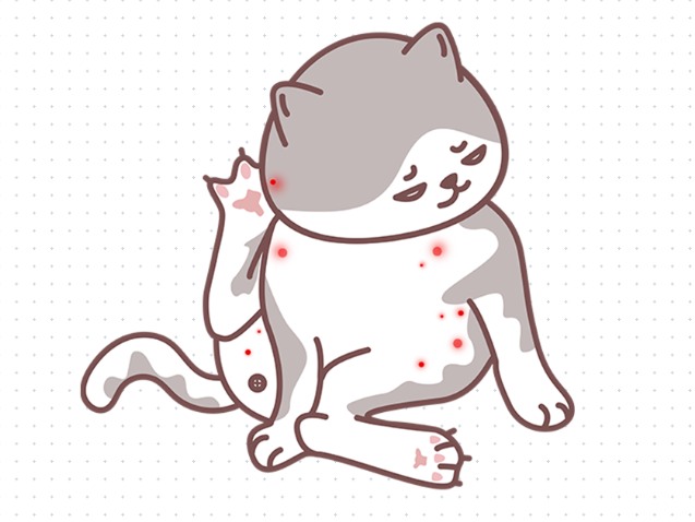 猫咪皮肤病