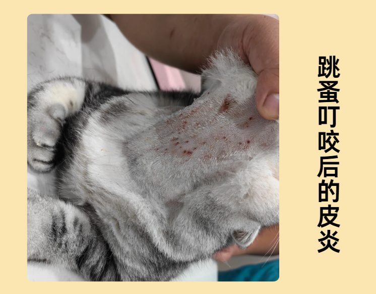 猫咪身上有红色斑块是怎么回事？