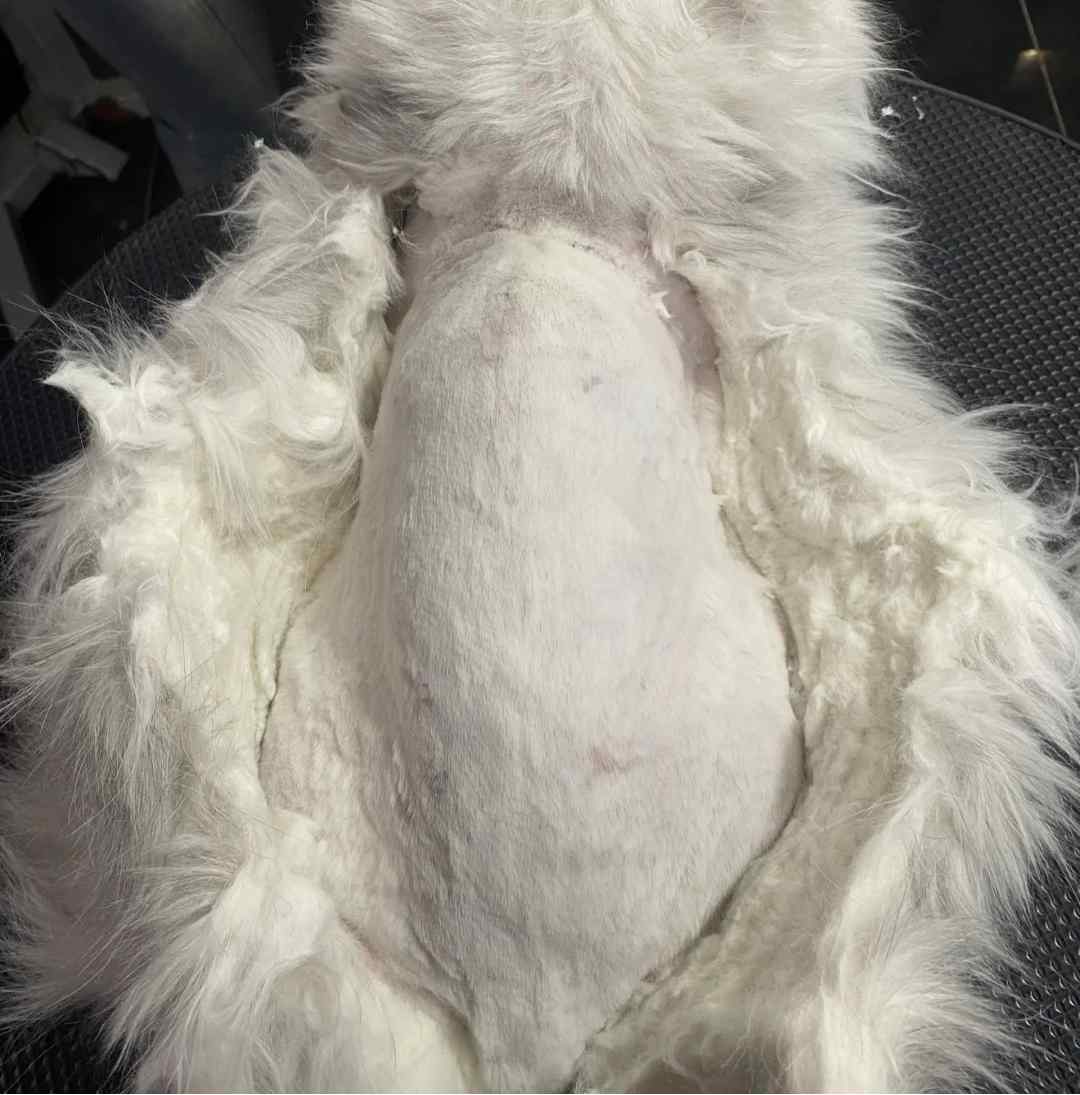 猫毛打结成块怎么办?