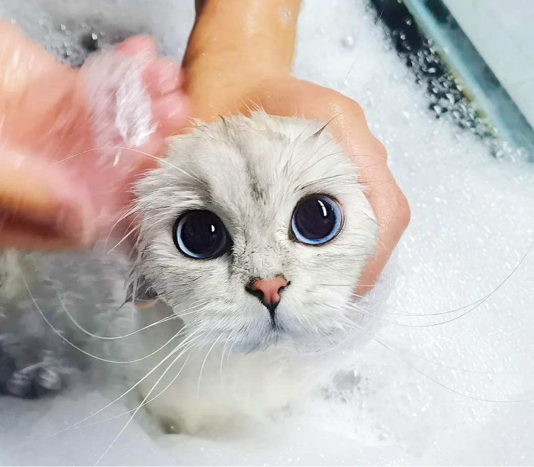 猫毛打结成块怎么办?