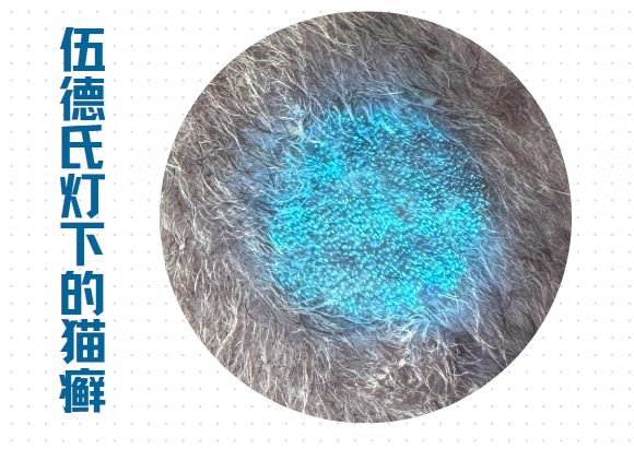 猫咪眼睛上面的毛秃了是猫癣吗