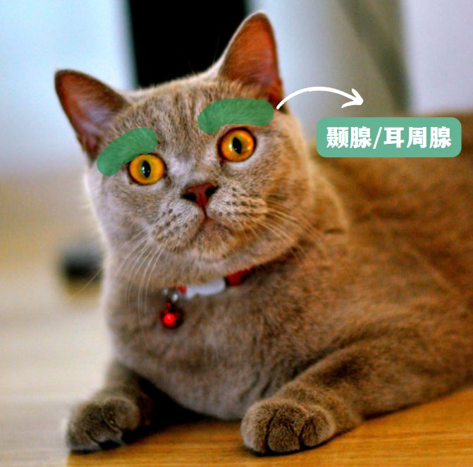 猫咪眼睛上面的毛秃了