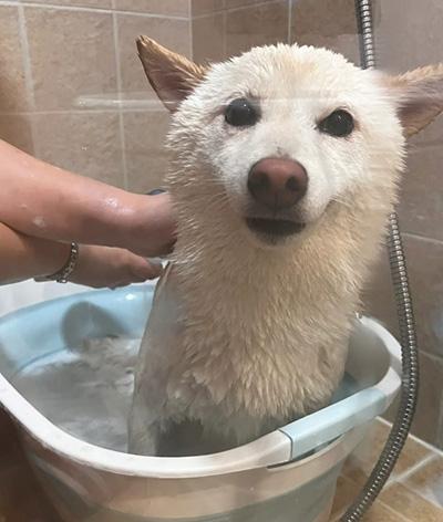 如何有效治疗与预防狗狗球菌感染皮肤病?