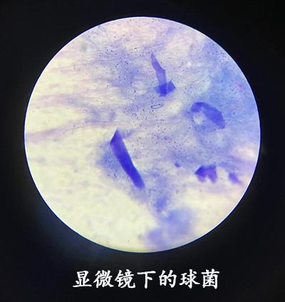 如何有效治疗与预防狗狗球菌感染皮肤病?