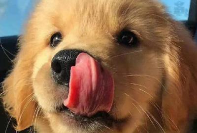 狗狗鼻子长癣？用药要谨慎！