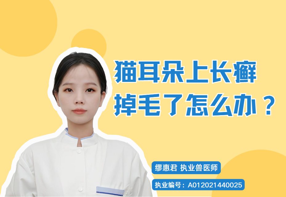 猫耳朵上长癣掉毛了？别急，教你怎么在家解决