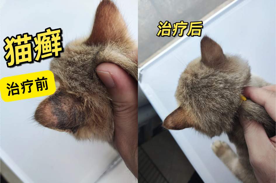 猫耳朵长癣掉毛怎么办?