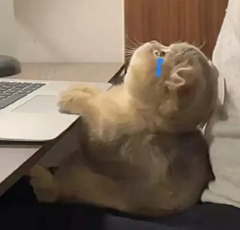 猫癣抹什么药？5天见效，亲测好用！