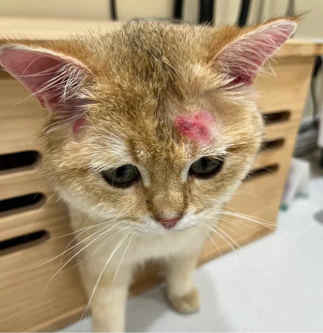 猫咪猫癣怎么治?