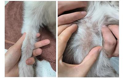 如何有效治疗小狗螨虫皮肤病?