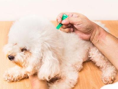 如何有效治疗小狗螨虫皮肤病?