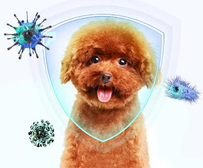 如何有效治疗小狗螨虫皮肤病?