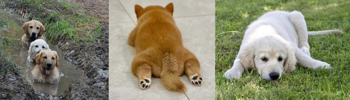 急急急！狗狗的湿疹红点流脓了怎么办？