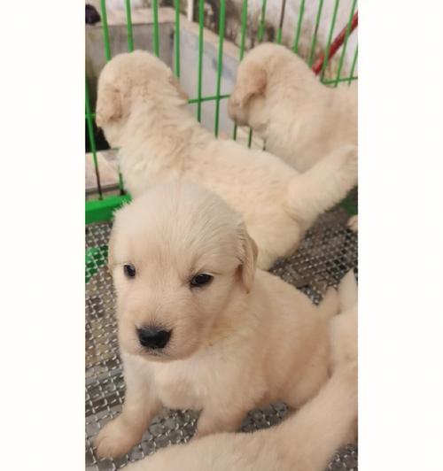 金毛狗幼崽的毛色之谜（探索金毛狗幼崽毛色的奥秘）