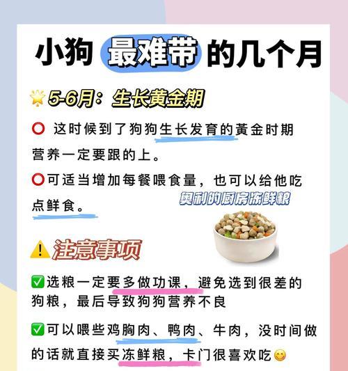 狗狗的饮食营养指南（探究狗狗每周应食用的营养食物）