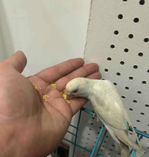 小鸟的饮食习惯及营养需求（探索小鸟食物链的奥秘）