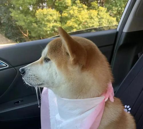 狗狗乘车常见症状及应对方法（了解狗狗乘车时的症状，助你更好地应对）