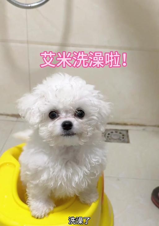 奶狗儿洗澡频率及注意事项（了解奶狗儿洗澡的最佳时机和正确方式）