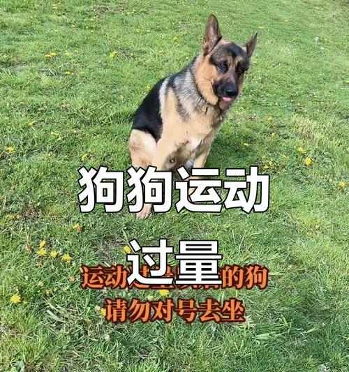 狗狗运动后的恢复时间（了解狗狗运动后的恢复时间和注意事项）