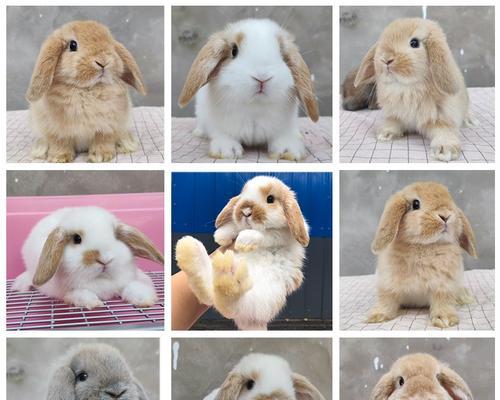 垂耳长毛兔的寿命及影响因素（揭秘垂耳长毛兔寿命之谜——基因、饮食与饲养环境）